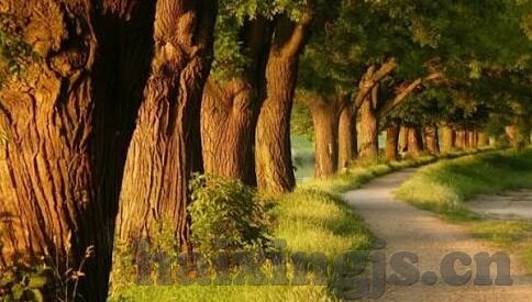 在线香蕉一区二区三区-探索网络世界的多元化，在线香蕉一区二区三区的现象与影响